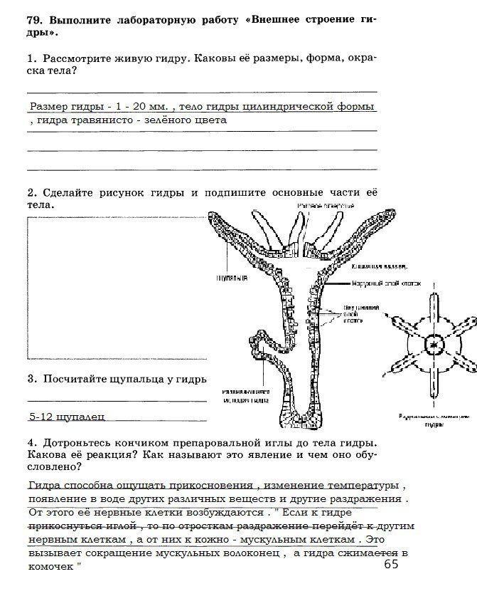 Кракен пх